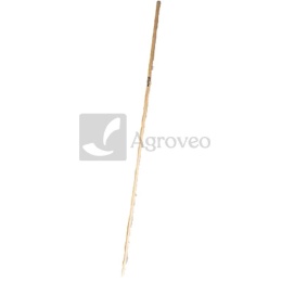 Trzon 12508020
