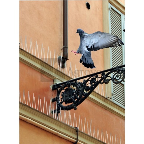 Kolce odstraszające gołębie Natural Control 7651740001K