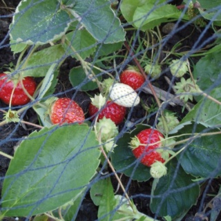 Siatka ogrodowa 76570269