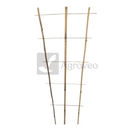 Trellis 11319173