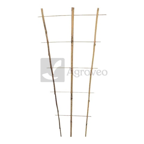 Trellis 11319173