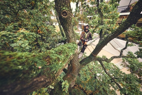 Pilarka akumulatorowa STIHL MSA 220 TC-O