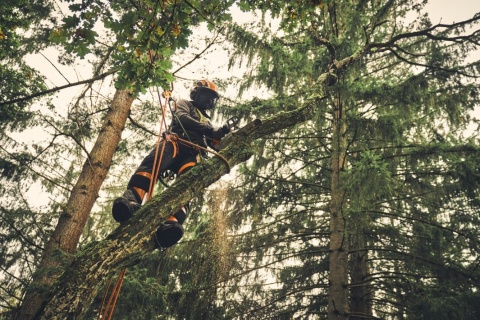 Pilarka akumulatorowa STIHL MSA 220 TC-O