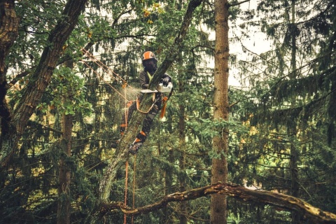 Pilarka akumulatorowa STIHL MSA 220 TC-O